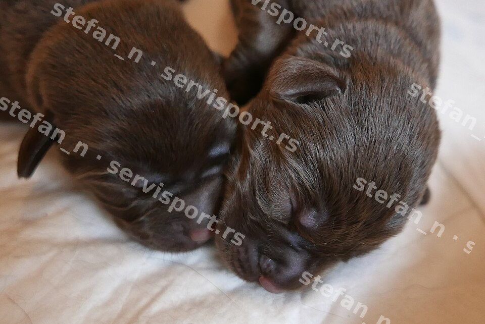Hitno prodajem Štenci labrador retriver
