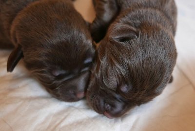 Štenci labrador retriver - kao novo
